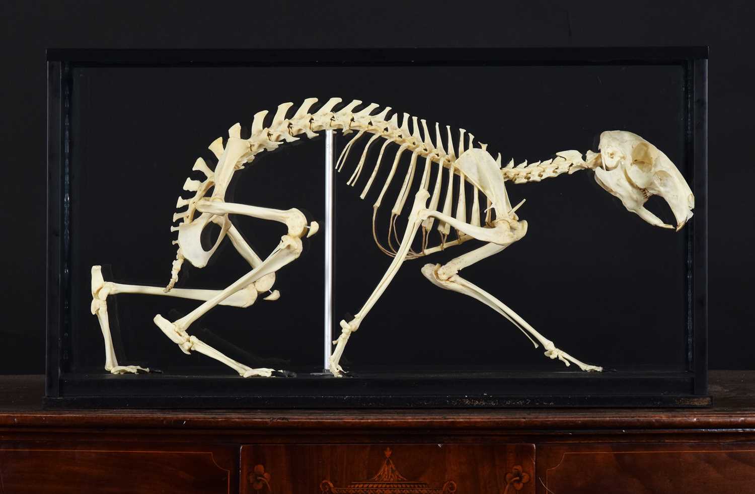 Lot 93 - Skeletons/Anatomy: A Cased Patagonian Mara...