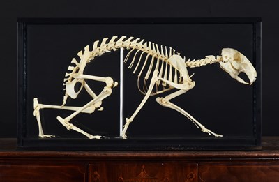 Lot Skeletons/Anatomy: A Cased Patagonian Mara...