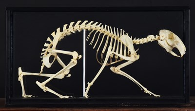 Lot 93 - Skeletons/Anatomy: A Cased Patagonian Mara...