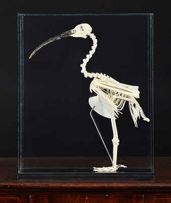 Lot Skeletons/Anotomy: A Cased Buff-necked Ibis...