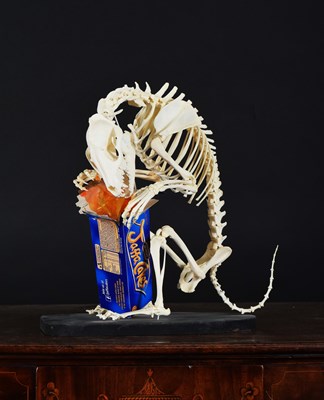 Lot Skeletons/Anatomy: A Raccoon Dog Skeleton...