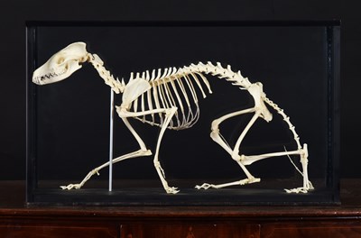 Lot Skeletons/Anatomy: A Cased European Red Fox...