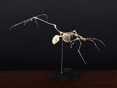 Lot 1307 - Skeletons/Anatomy: A Fruit Bat Skeleton,...