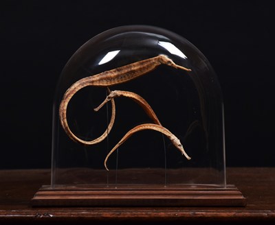 Lot 1309 - Natural History: A Group of Preserved Pipefish...