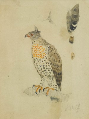 Lot 318 - Joseph Wolf (1820-1899) German Study of a...