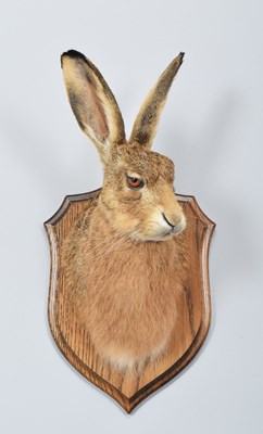 Lot Taxidermy: A European Brown Hare Head Mount...