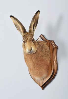 Lot 53 - Taxidermy: A European Brown Hare Head Mount...