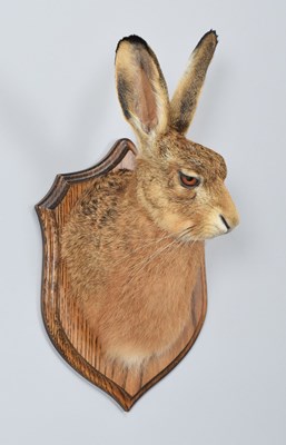 Lot 53 - Taxidermy: A European Brown Hare Head Mount...