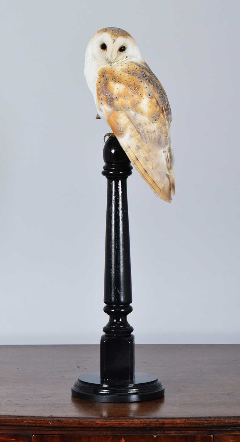 Lot 68 - Taxidermy: European Barn Owl (Tyto alba),...