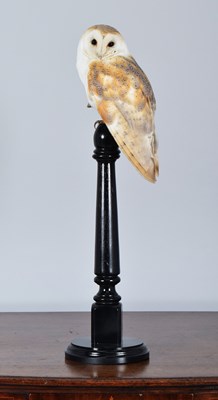 Lot Taxidermy: European Barn Owl (Tyto alba),...
