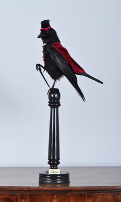Lot Anthropomorphic Taxidermy: Carrion Crow "The...