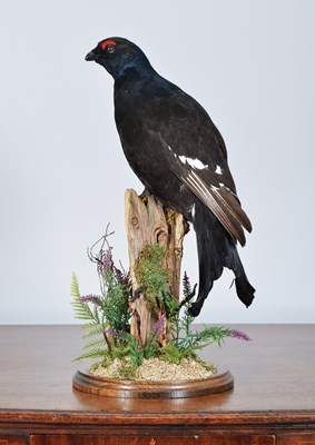 Lot Taxidermy: A Black Grouse (Tetrao tetrix),...