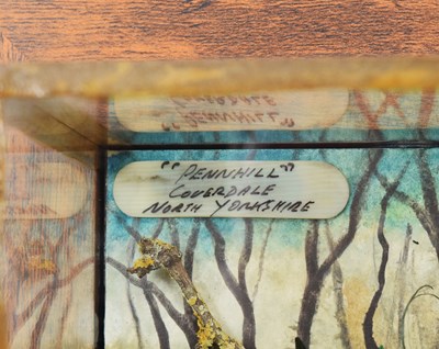 Lot 58 - Taxidermy: A Wall Cased Golden Mole (Talpa...