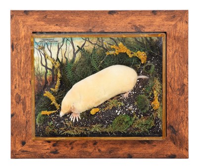 Lot Taxidermy: A Wall Cased Golden Mole (Talpa...