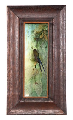 Lot Taxidermy: A Wall Cased Violet-tailed Sylph...