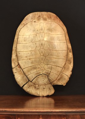 Lot 81 - Natural History: Giant South American River...