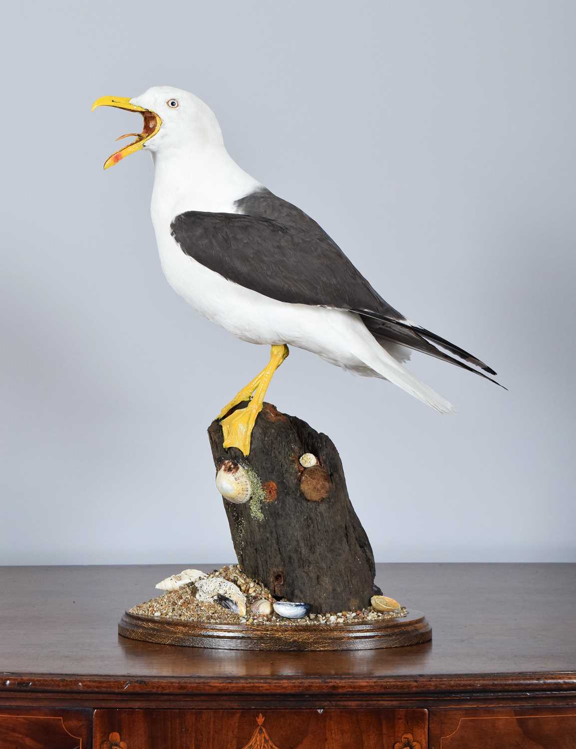 Lot 34 - Taxidermy: Lesser Black-backed Gull (Larus...