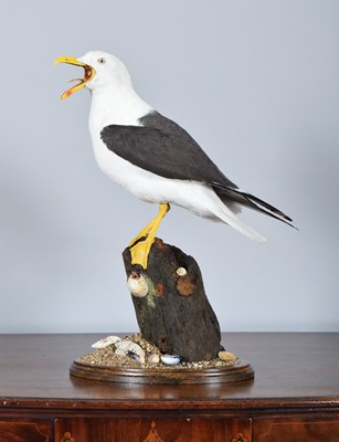 Lot Taxidermy: Lesser Black-backed Gull (Larus...