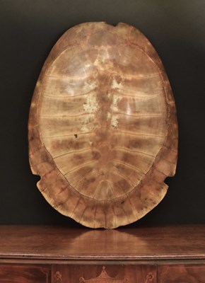 Lot 116 - Natural History: Giant South American River...