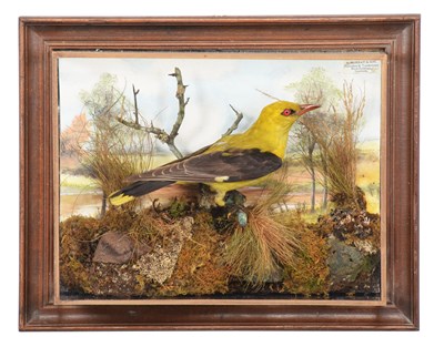 Lot Taxidermy: A Wall Cased European Golden Oriole...