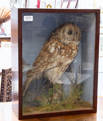 Lot 1295 - Taxidermy: A Cased Tawny Owl (Strix aluco),...