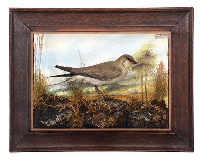 Lot Taxidermy: A Wall Cased Collared Pratincole...