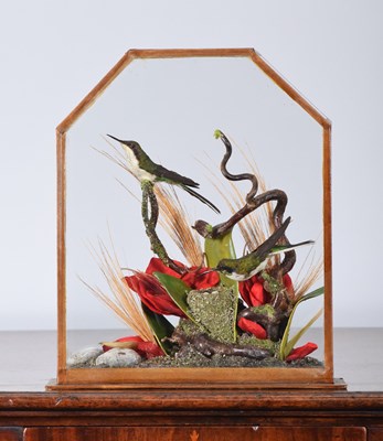 Lot Taxidermy: A Pair of Cased Black-eared Fairy...