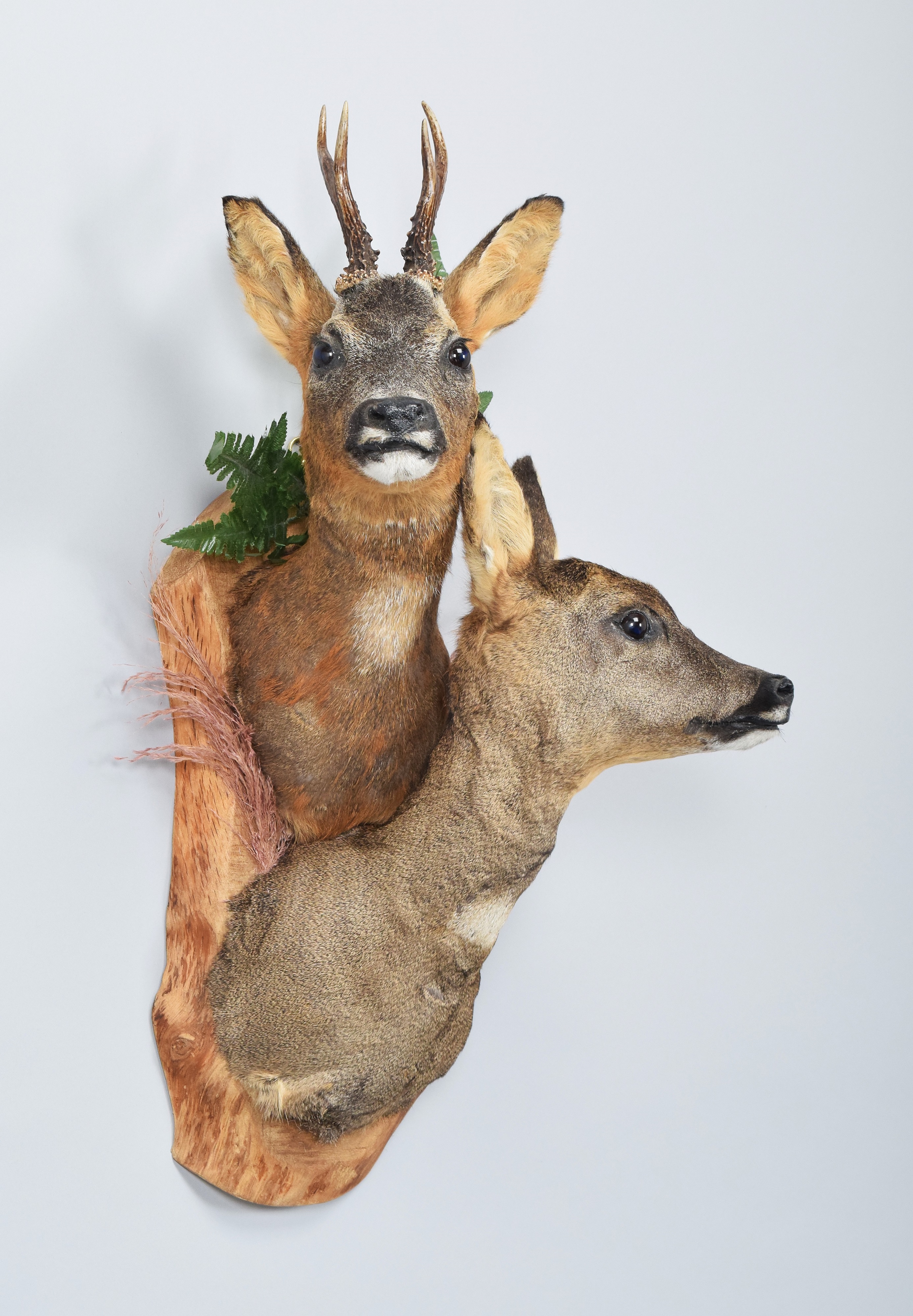 Lot 123 - Taxidermy: A Pair of European Roe Deer