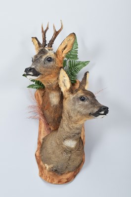 Lot Taxidermy: A Pair of European Roe Deer...