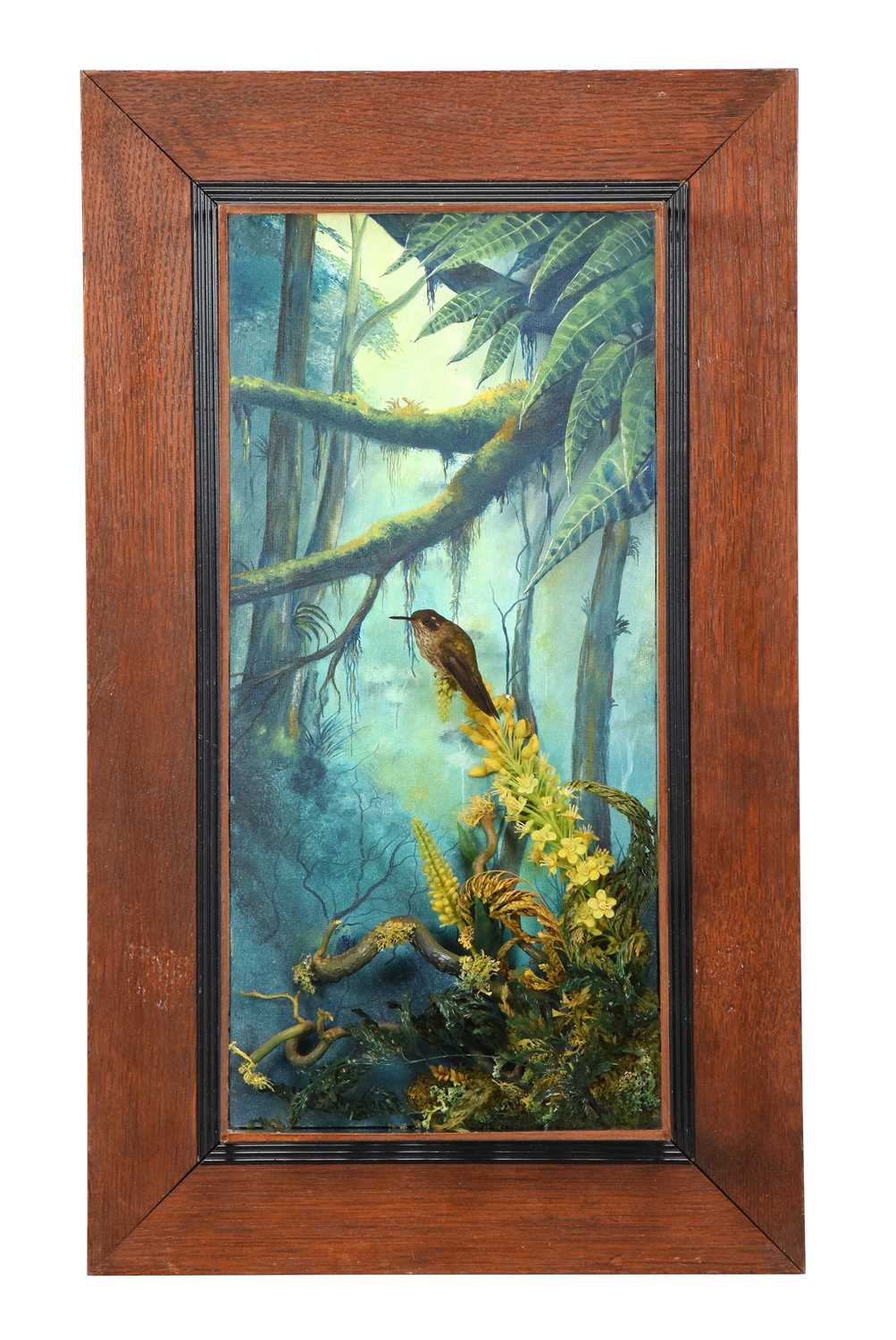 Lot 70 - Taxidermy: A Wall Cased Purple-bibbed Whitetip...