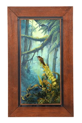 Lot Taxidermy: A Wall Cased Purple-bibbed Whitetip...