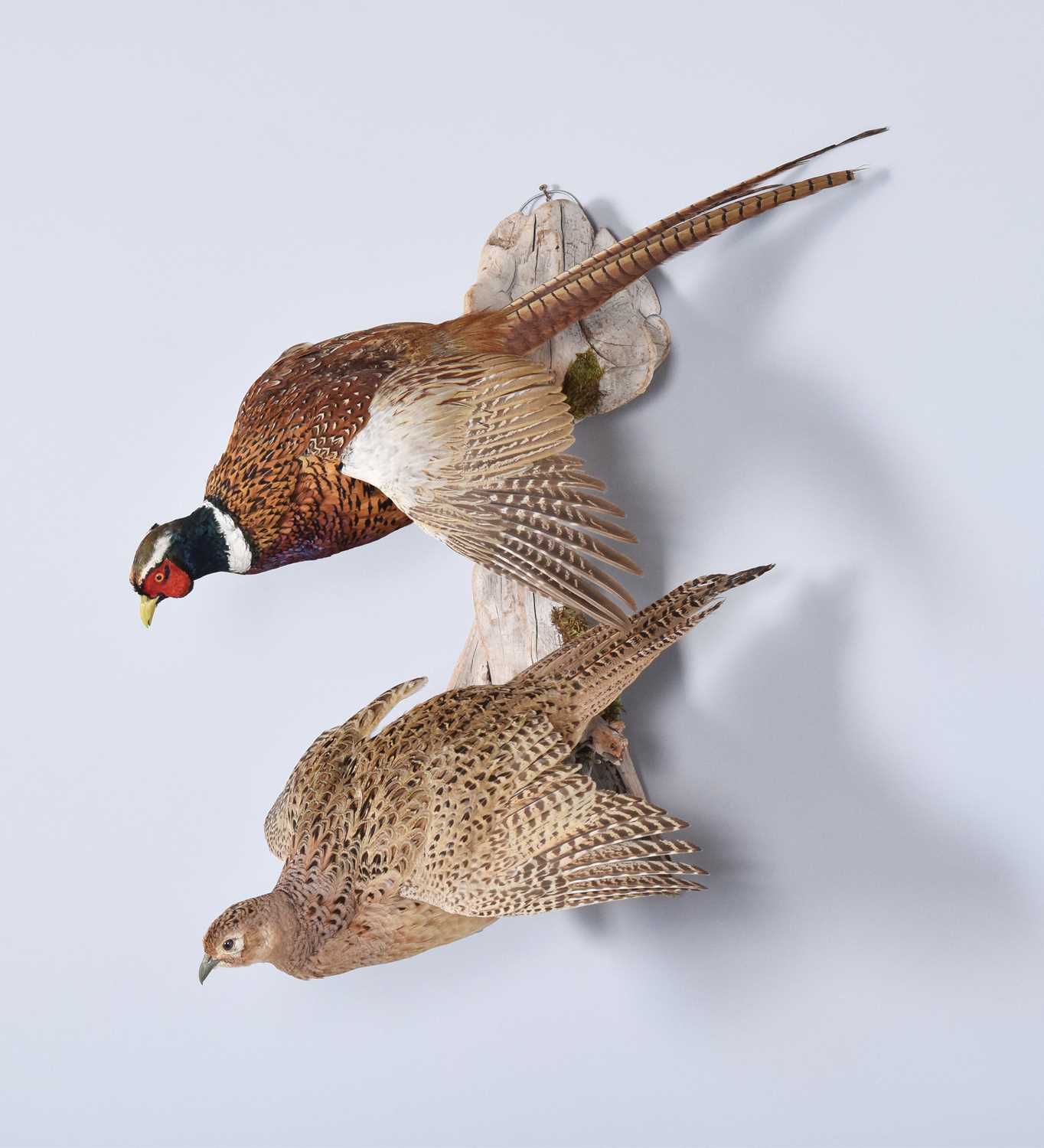 Lot 25 - Taxidermy: A Brace of Ring-necked Pheasants...