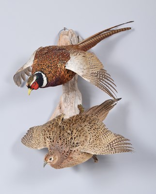 Lot 25 - Taxidermy: A Brace of Ring-necked Pheasants...