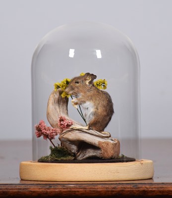 Lot 1298 - Taxidermy: A Wood Mouse Under Dome (Apodemus...