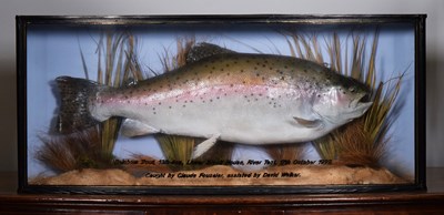 Lot Taxidermy: A Cased Rainbow Trout (Oncorhynchus...