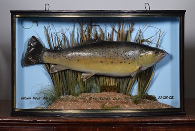 Lot Taxidermy: A Cased Brown Trout (Salmo trutta),...