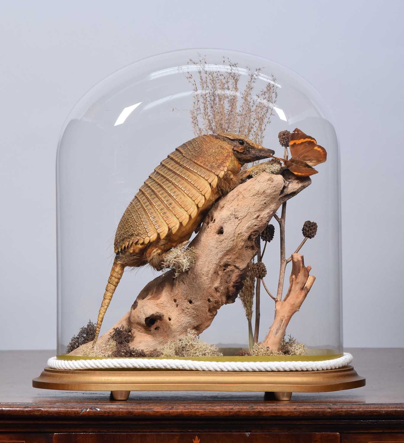 Lot 56 - Taxidermy: Screaming Hairy Armadillo...