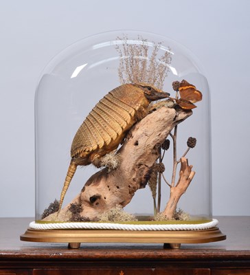 Lot 56 - Taxidermy: Screaming Hairy Armadillo...