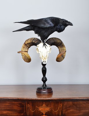 Lot Taxidermy: Common Raven on Rams Skull (Corvus...
