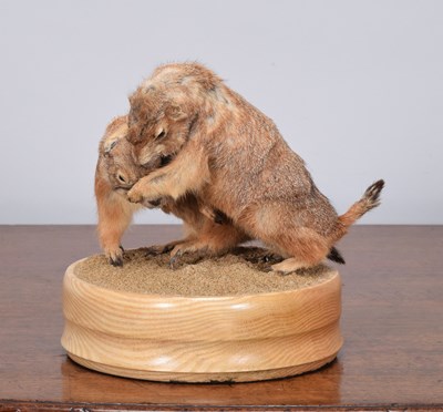 Lot 1292 - Taxidermy: A Pair of Black-tailed Prairie Dogs...
