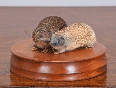Lot 1291 - Taxidermy: A Pair of Tenrecs (Tenrecidae),...