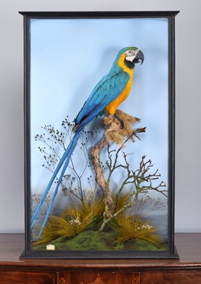 Lot Taxidermy: A Cased Blue-and-Yellow Macaw (Ara...