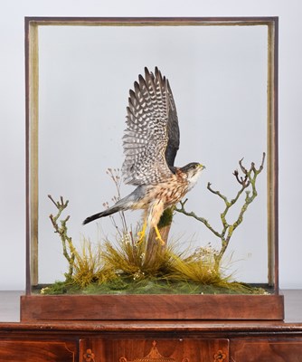 Lot Taxidermy: A Cased European Merlin (Falco...