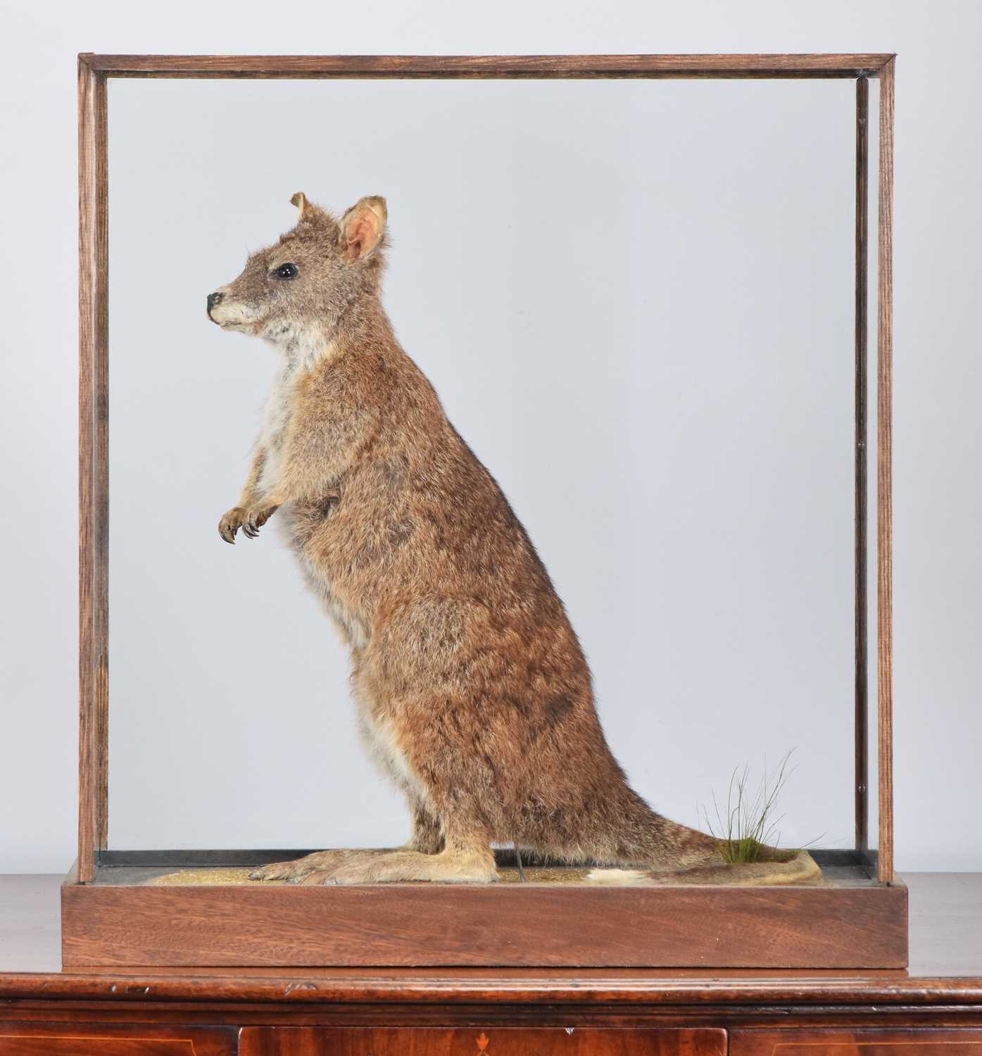 Lot 75 - Taxidermy: A Cased Parma Wallaby (Macropus...