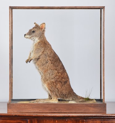 Lot Taxidermy: A Cased Parma Wallaby (Macropus...