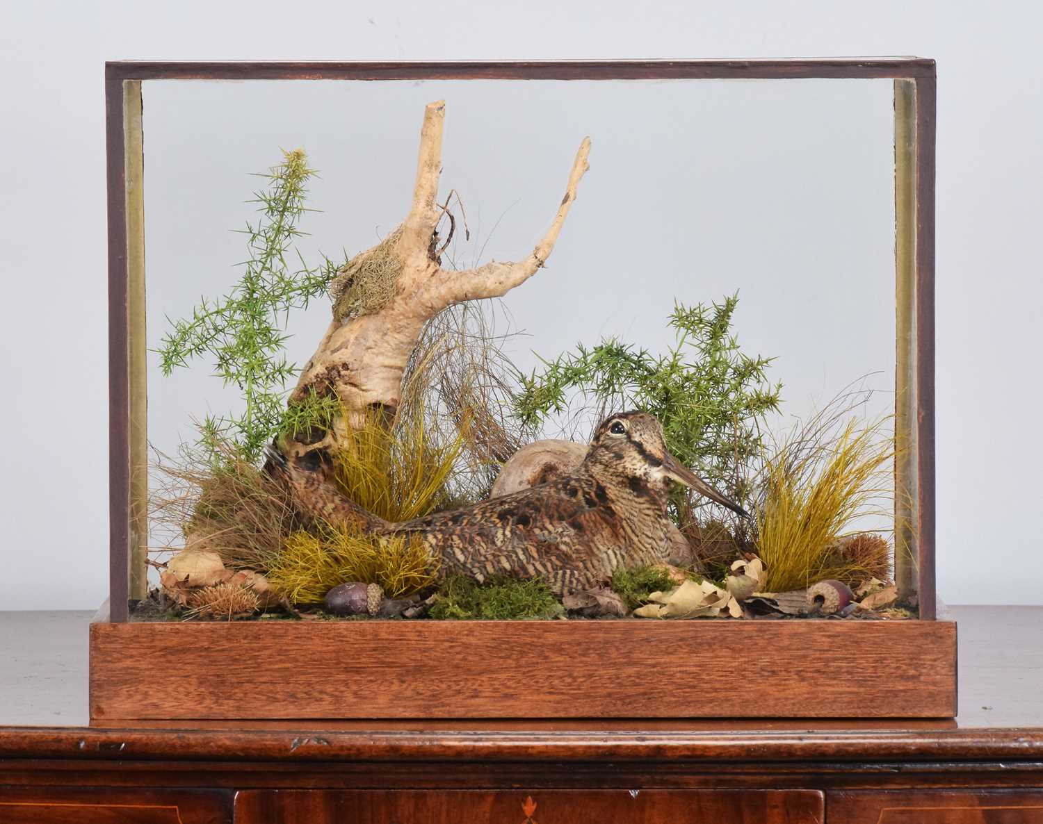 Lot 61 - Taxidermy: A Cased European Woodcock (Scolopax...