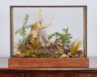 Lot Taxidermy: A Cased European Woodcock (Scolopax...