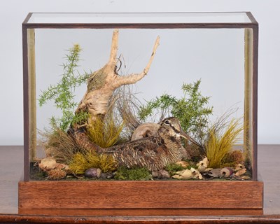 Lot 61 - Taxidermy: A Cased European Woodcock (Scolopax...