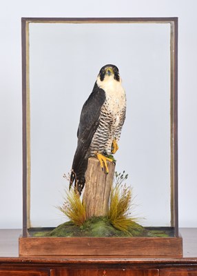 Lot Taxidermy: A Cased Peregrine Falcon (Falco...
