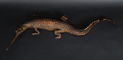 Lot 266 - Taxidermy: A Late Victorian Gharial Crocodile...